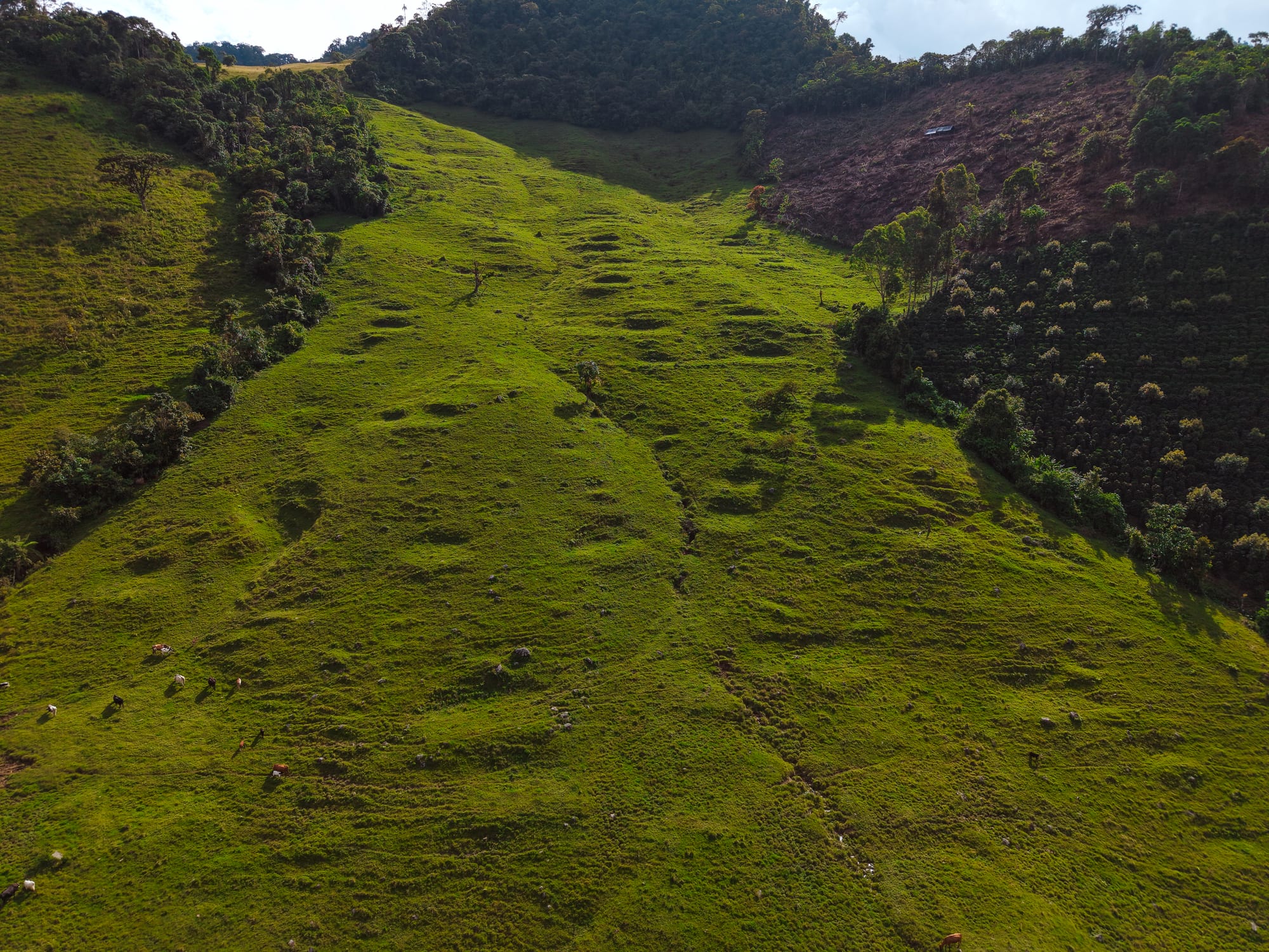 Curved path through the Vegonia trail